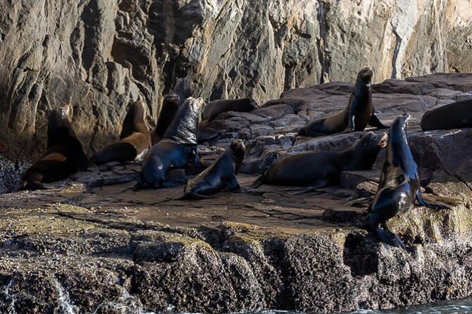Ocean Safari Tour in Cabo San Lucas - Marine life beyond the headline animals