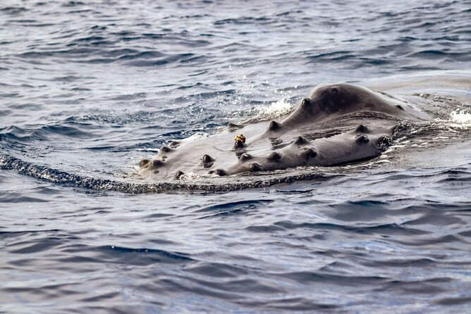 Ocean Safari Tour in Cabo San Lucas - What the 14-person limit means