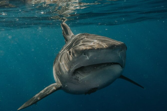 Ocean Safari Tour in Cabo San Lucas - Duration, price, and overall value