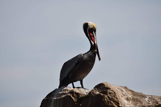 Ocean Safari Tour in Cabo San Lucas - Sea conditions and comfort