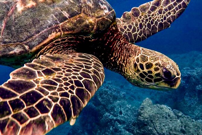 Ocean Safari Tour in Cabo San Lucas - Searching for whales, orcas, and dolphins
