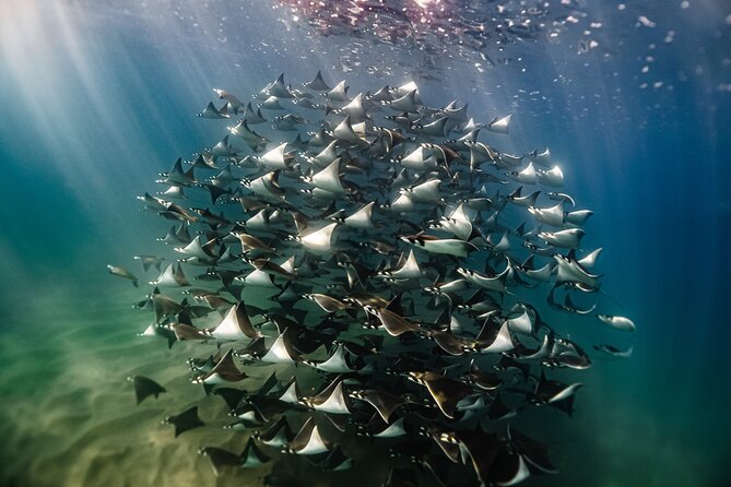 Open Ocean Safari and Whale Watching - What this Cabo ocean safari is really about