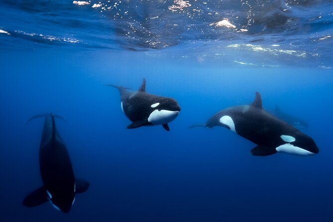 Open Ocean Safari and Whale Watching - Leaving Dock C at 9:00 am