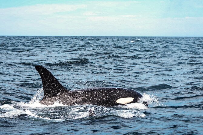 Open Ocean Safari and Whale Watching - Searching the Sea of Cortez for the big sightings