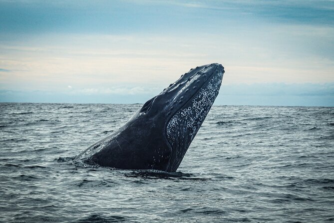 Open Ocean Safari and Whale Watching - A respectful approach to wildlife