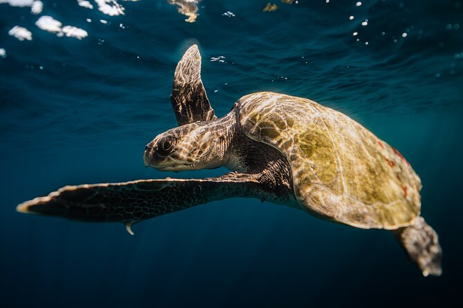 Open Ocean Safari and Whale Watching - Photos and videos add real value