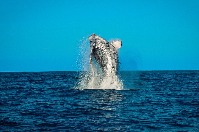 Open Ocean Safari and Whale Watching - Is $215 a fair price?