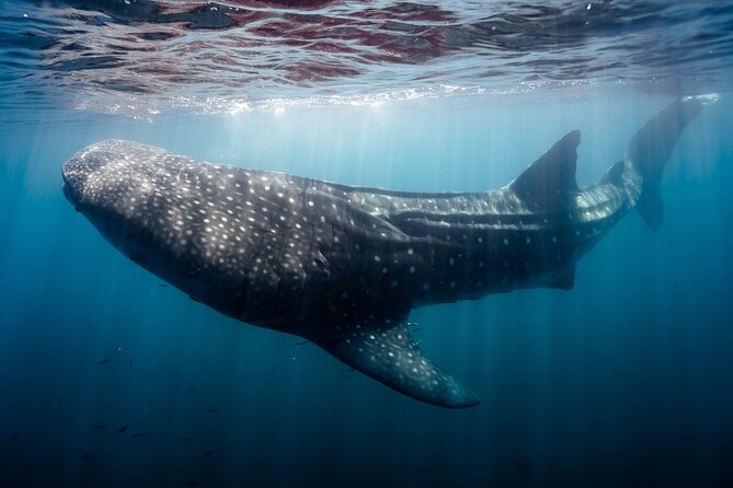 Open Ocean Safari and Whale Watching - Who will enjoy this most?