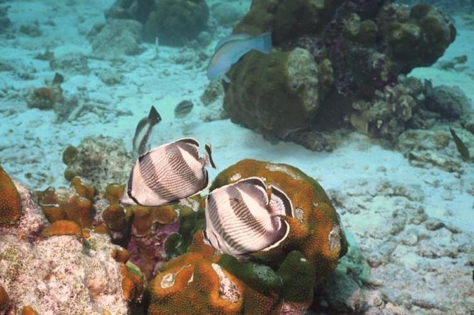 Pelican Rock Snorkeling and Sightseeing Adventure - What the small boat means for your two hours