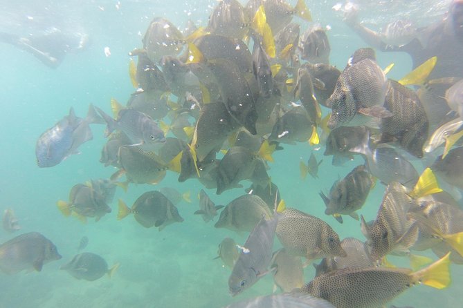 Pelican Rock Snorkeling and Sightseeing Adventure - A closer look at the Cabo landmarks from the water