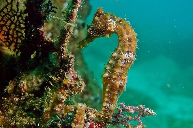 Pelican Rock Snorkeling and Sightseeing Adventure - Booking, cancellations, and the weather question