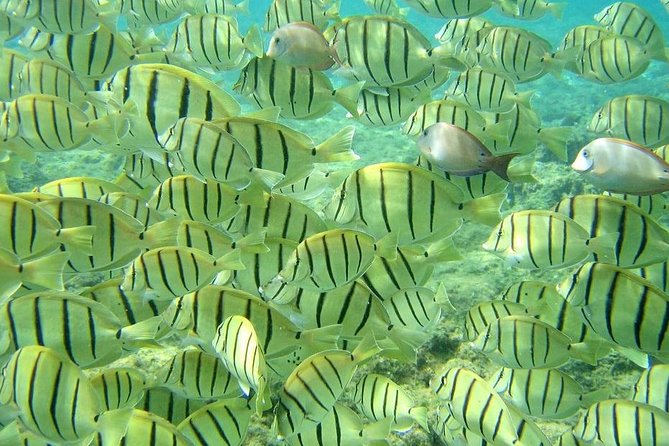 Pelican Rock Snorkeling and Sightseeing Adventure - One main snorkeling area, followed by a full bay cruise