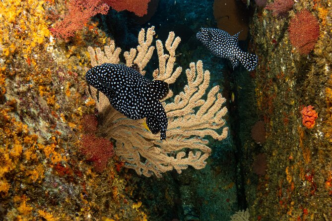 Private Beginner Scuba Diving Experience in Cabo San Lucas - Families, first-timers, and experienced scuba users