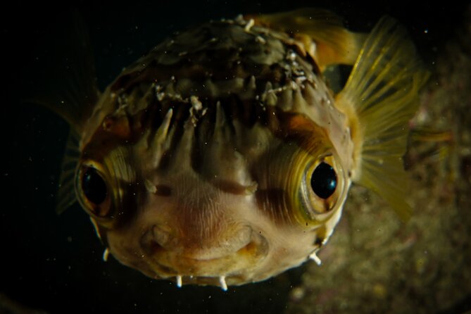 Private Beginner Scuba Diving Experience in Cabo San Lucas - Booking, weather, and cancellation details