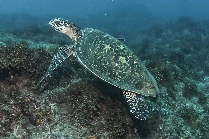 Private Beginner Scuba Diving Experience in Cabo San Lucas - Exploring near El Arco at your own depth