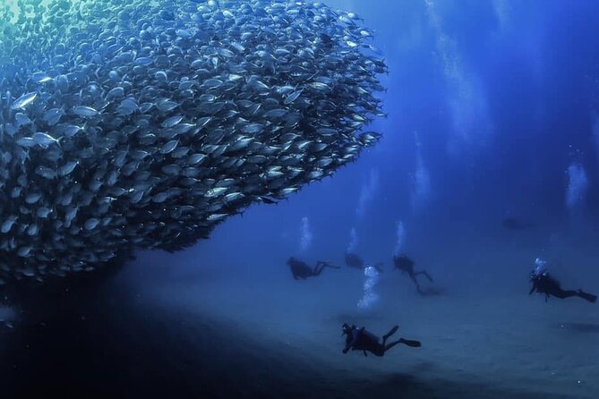 Private Dive Boat for Certified Divers - Cabo San Lucas - Key points to know before booking