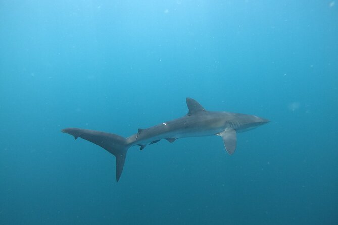 Private Dive Boat for Certified Divers - Cabo San Lucas - Check-in at Plaza Nautica