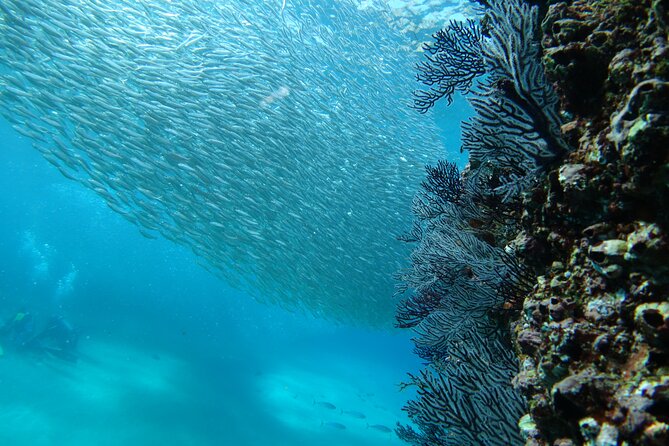 Private Dive Boat for Certified Divers - Cabo San Lucas - The second site and the underwater photo option