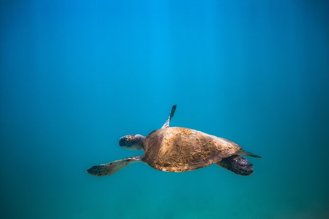 Private Dive Boat for Certified Divers - Cabo San Lucas - Who should book this Cabo outing