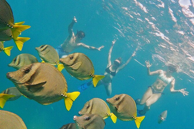Private Guided Snorkeling in Cabo San Lucas - A private morning or afternoon on Cabo’s water