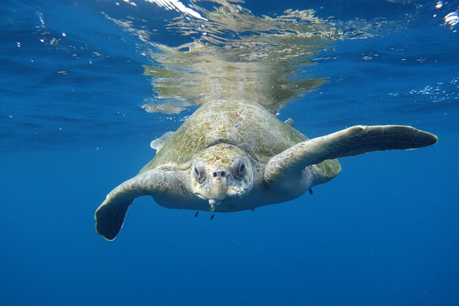 Private Guided Snorkeling in Cabo San Lucas - Snorkeling among Cabo’s tropical fish