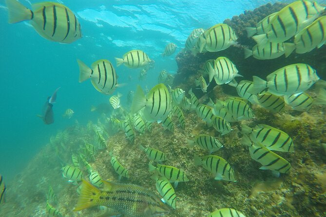Private Guided Snorkeling in Cabo San Lucas - What the $575 group price really buys