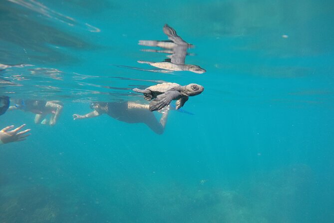 Private Guided Snorkeling in Cabo San Lucas - Who will enjoy this Cabo excursion most