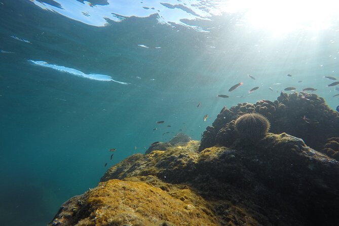 Private Guided Snorkeling in Cabo San Lucas - Should you book Private Guided Snorkeling in Cabo?