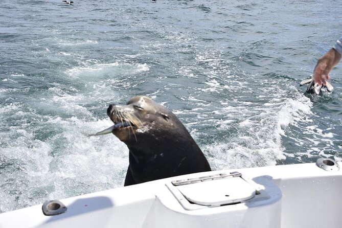 Private Half-day Deep Sea Fishing Charter in Cabo San Lucas - Licenses, bait, and the cost beyond $550