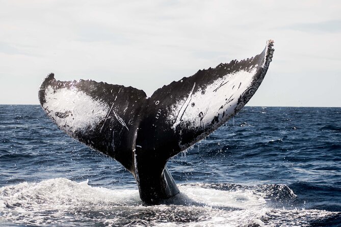 Private Humpback Whale Watching in Cabo San Lucas - What your 2.5 hours look like on the water