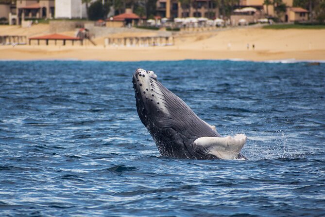 Private Humpback Whale Watching in Cabo San Lucas - Whale sightings are exciting, but never guaranteed