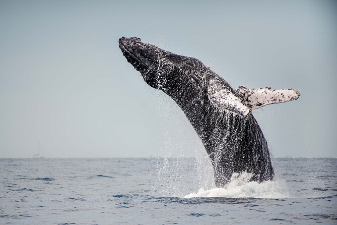 Private Humpback Whale Watching in Cabo San Lucas - Meeting at Hotel Tesoro and preparing for the boat