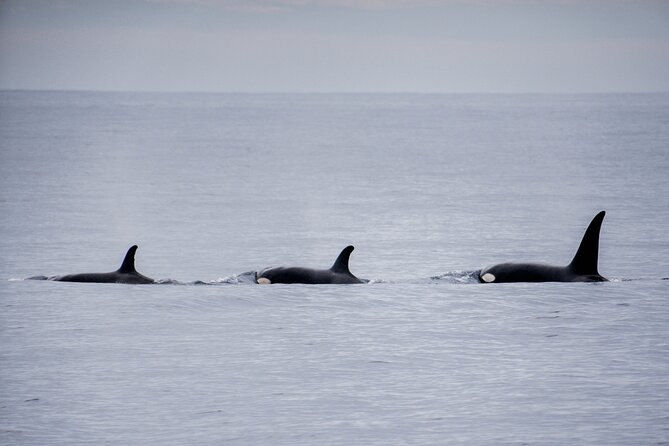 Private Humpback Whale Watching in Cabo San Lucas - Who will get the most from this private outing