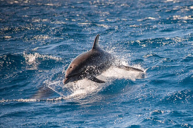 Private Humpback Whale Watching in Cabo San Lucas - Cancellation, weather, and the private-tour concern