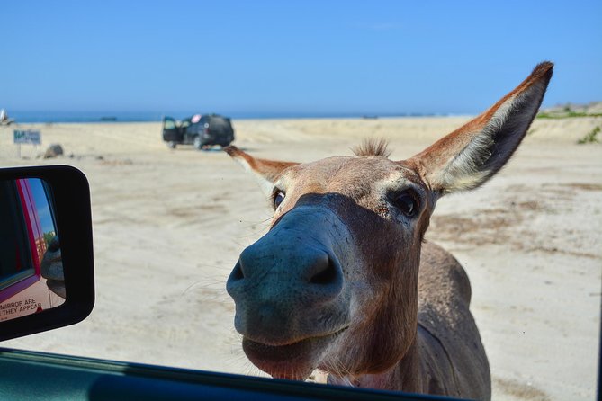 Private Jeep Tour Cabo Pulmo - Why Cabo Pulmo makes this day worthwhile