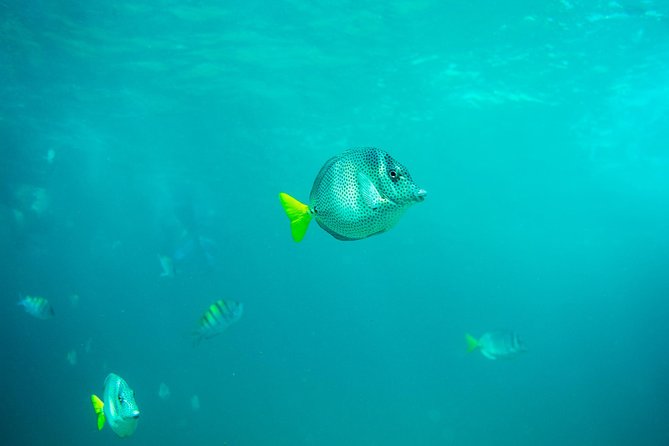 Private Los Cabos Arch & Playa del Amor tour by Glass bottom kayak - Starting early at Pelican Rock