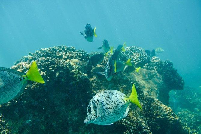 Private Los Cabos snorkeling tour to Chileno bay and Santa Maria cove - Chileno Bay and its reef area
