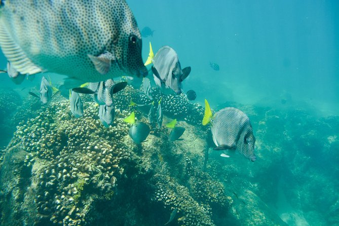 Private Los Cabos snorkeling tour to Chileno bay and Santa Maria cove - The private format is the main value