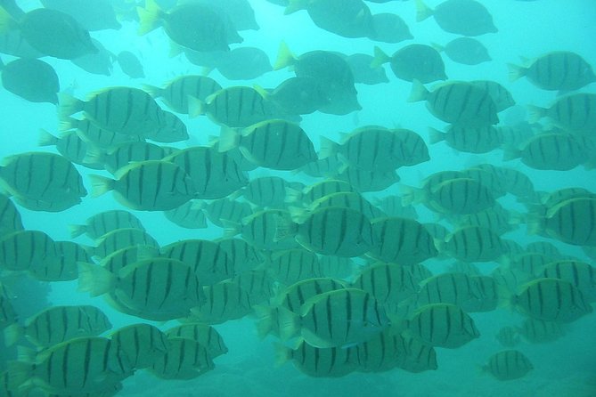 Private Snorkel Cruise in Cabo San Lucas - Santa Maria Bay adds a quieter change of scene
