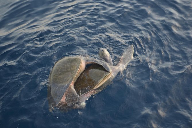 Private Snorkel Cruise in Cabo San Lucas - The open bar is not a minor extra