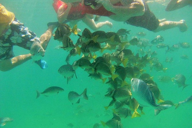 Private Snorkel Cruise in Cabo San Lucas - What you receive for snorkeling
