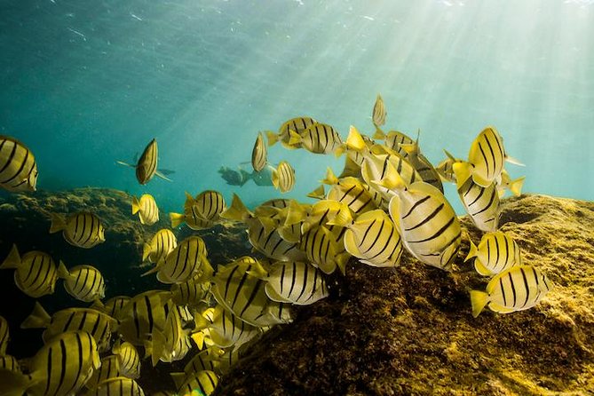 Private Snorkeling Tour in Cabo San Lucas - A private start beside Cabo’s famous Arch