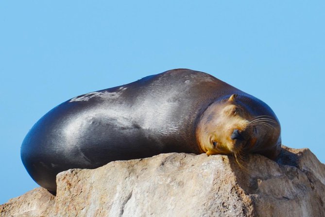 PRIVATE Whale Watch Tour | Cabo San Lucas | Biologist | FREE Pics - What the marine biologist adds