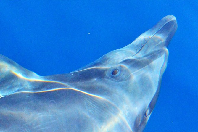 PRIVATE Whale Watch Tour | Cabo San Lucas | Biologist | FREE Pics - Free photos and the practical camera question