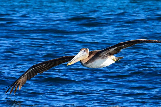 PRIVATE Whale Watch Tour | Cabo San Lucas | Biologist | FREE Pics - Is $369.50 per person a fair price?