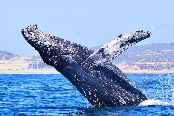 PRIVATE Whale Watch Tour | Cabo San Lucas | Biologist | FREE Pics - What to bring and what is not included