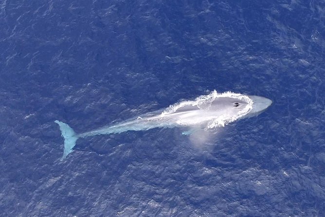 PRIVATE Whale Watch Tour | Cabo San Lucas | Biologist | FREE Pics - Best time to book this experience