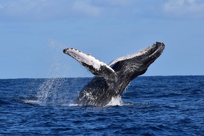 PRIVATE Whale Watch Tour | Cabo San Lucas | Biologist | FREE Pics - Searching the Sea of Cortez and Pacific Ocean
