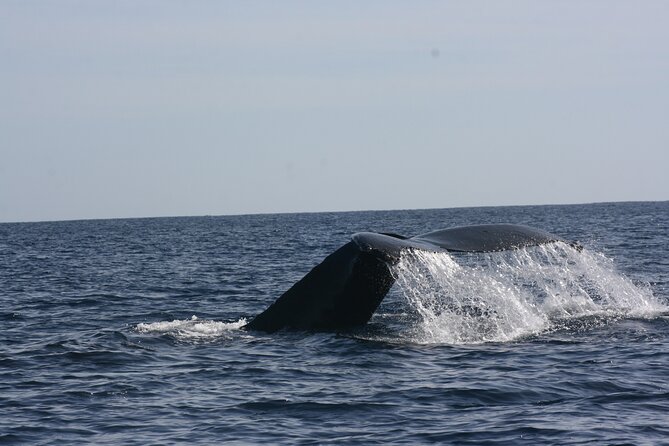 Private Whale Watching in San José del Cabo - A quieter start from San José del Cabo