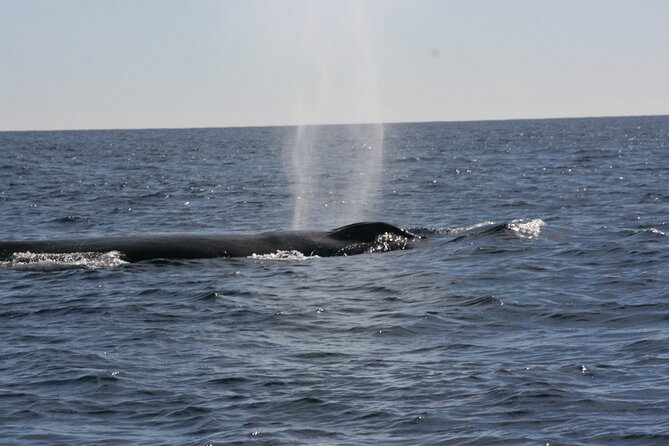 Private Whale Watching in San José del Cabo - The whale watching itself